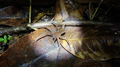 Heteropoda homstu