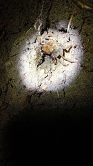 Geosesarma noduliferum