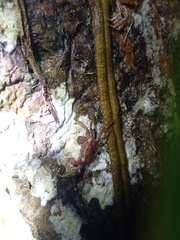 Geosesarma noduliferum