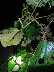 Geosesarma noduliferum