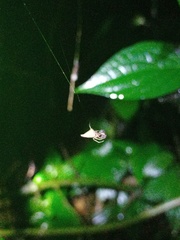 Eriovixia pseudocentrodes