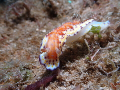 Goniobranchus collingwoodi