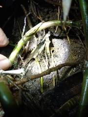 Cryptothele sundaica