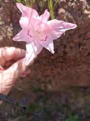 Gladiolus virgatus