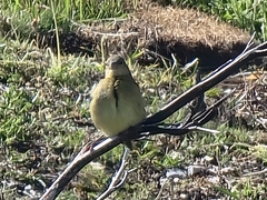 Ploceus capensis