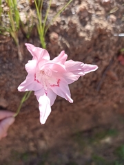 Gladiolus virgatus