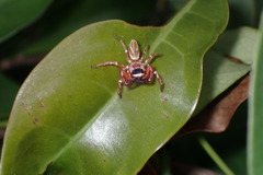Thiania