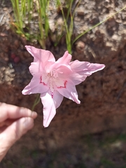 Gladiolus virgatus