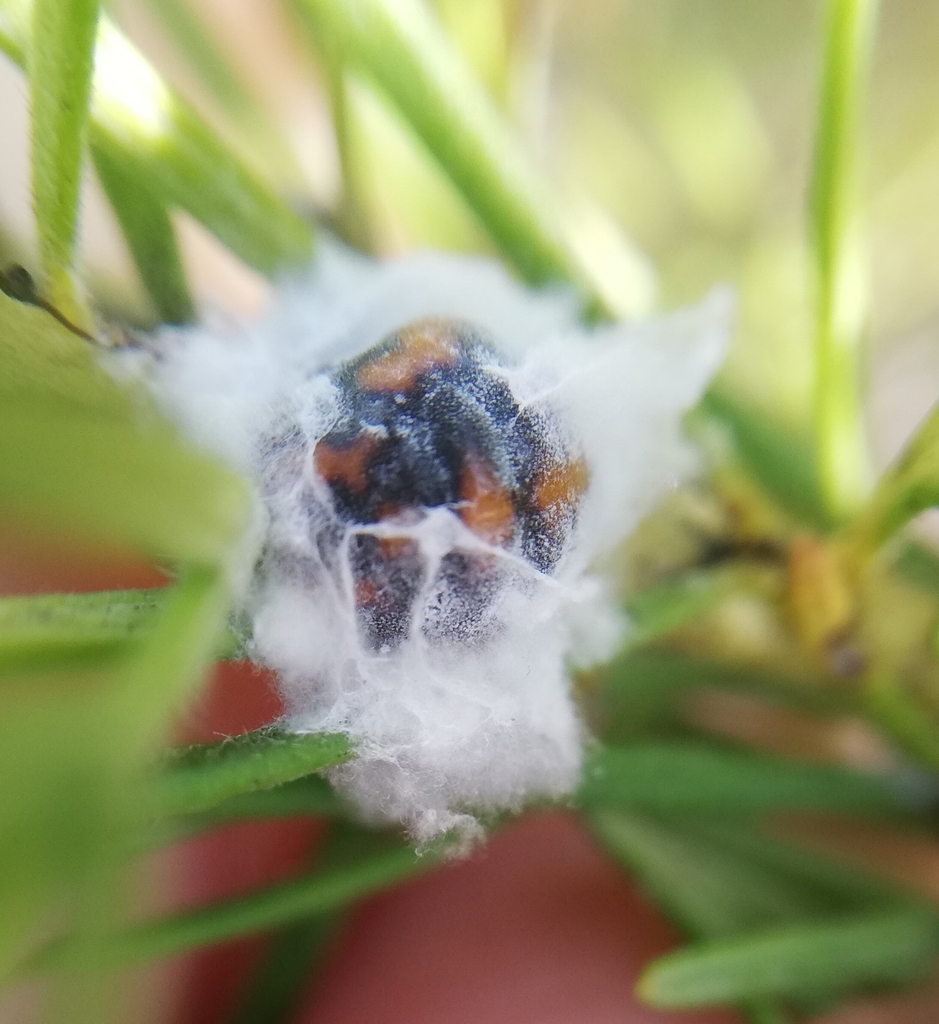 Icerya australis