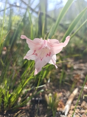 Gladiolus virgatus