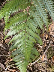 Cyathea cooperi