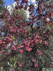Dodonaea viscosa spatulata