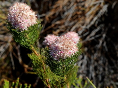 Serruria ascendens