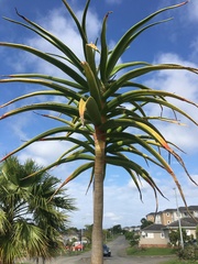 Aloidendron barberae