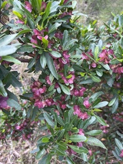 Dodonaea viscosa spatulata