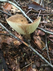 Lactarius fuliginosus