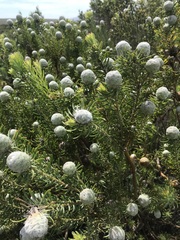Leucadendron linifolium