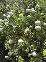 Leucadendron linifolium