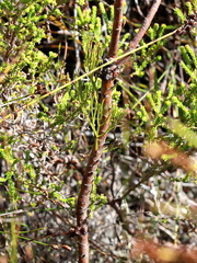 Serruria ascendens