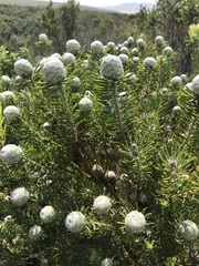 Leucadendron linifolium