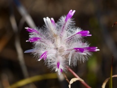 Ptilotus manglesii