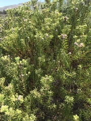 Leucadendron linifolium