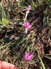 Dierama pulcherrimum