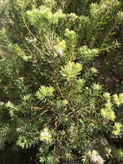 Leucadendron linifolium