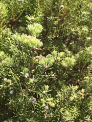 Leucadendron linifolium