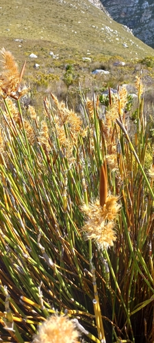 Image of Ceratocaryum persistens by (c) Adele SL, some rights reserved (CC BY)
