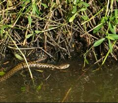 Fowlea flavipunctata