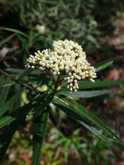 Ozothamnus argophyllus