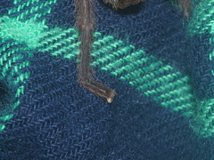 Phlogiellus atriceps