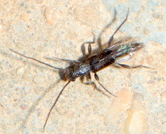 Nathrius brevipennis