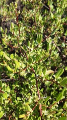 Muehlenbeckia hastulata