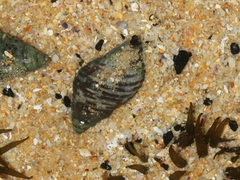 Cominella lineolata