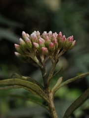 Ozothamnus argophyllus