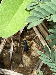 Oxycheila