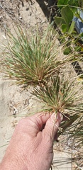 Spinifex longifolius