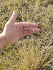 Festuca novae-zelandiae