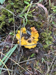 Cantharellus