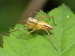 Oxyopes gracilipes