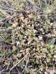Pimelea oreophila