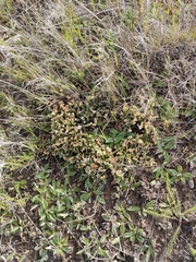 Pimelea oreophila