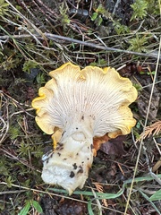 Cantharellus
