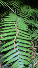 Pareas chinensis
