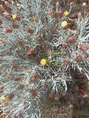 Syncarpha gnaphaloides