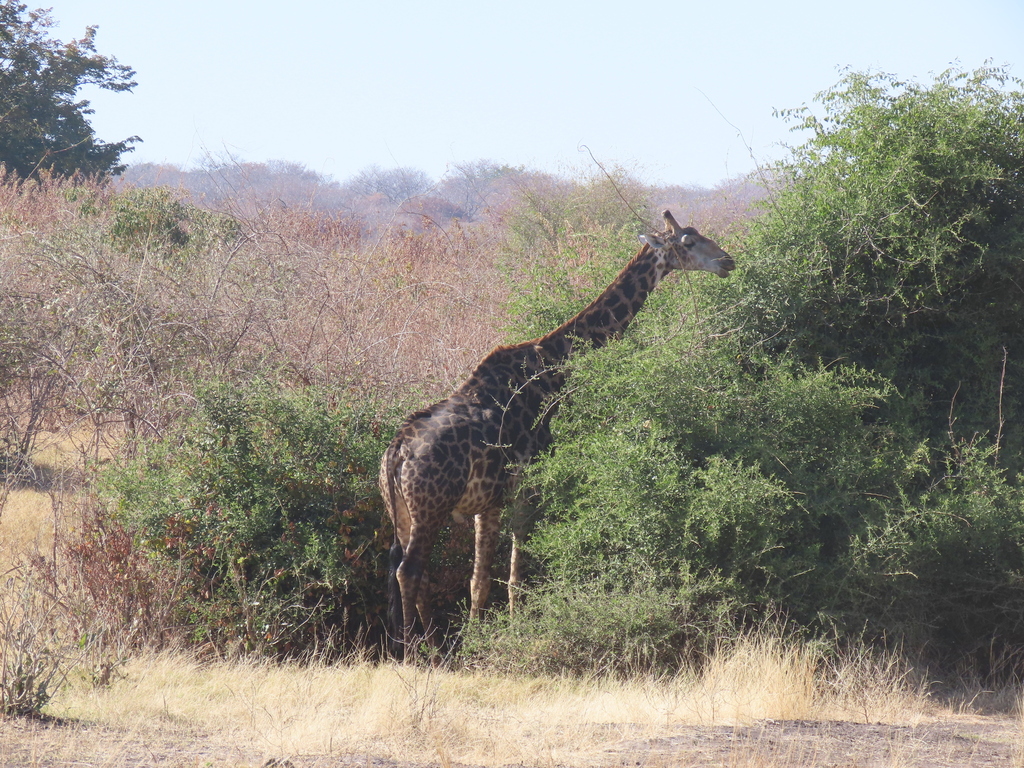 Giraffa giraffa giraffa, Chobe, BW-CH, BW-CH-CH, BW, by Srinivasa Shenoy