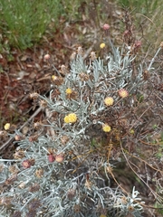 Syncarpha gnaphaloides