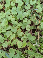 Hydrocotyle hirta